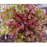 ราคา เมล็ดพันธุ์ ผักกาดหอม ผักกาดหอมแดง 1000 เมล็ด 10 เเถม 1 คละได้ (8117291055)