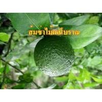 ราคา ต้นส้มซ่า ส้มซ่า ไม้ผล คุณค่าเยอะ ประโยชน์สรรพคุณเพียบอยากกินต้องปลูก น้ำส้มซ่าคั้นสดๆ หวาน หอม เย็นชื่นใจ สรรพคุณขับเสมหะและฟอกโลหิต จัดส่งพร้อมถุง 6 นิ้ว ลำต้นสูง 70 90ซม (21008910058)