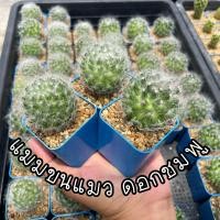 ราคา แมมขนแมว ดอกชมพู ขนาดต้น 3 4cm (20683663752)