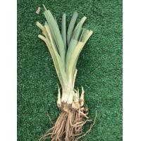 ราคา ซ่อนกลิ่น สีชมพูดอกซ้อน หน่อชำแล้วพร้อมปลูก ดอกใหญ่กลิ่นหอม ออกดอกทั้งปีปลูกได้ทุกภาค หน่อ เหง้าซ่อนกลิ่น ต้นซ่อนกลิ่นาซ่อนกลิ (12831523828)