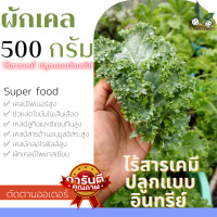ราคา ใบเคล เคล ผักเคลใบหยิก ราชินีผักใบเขียว Kale คะน้าใบหยิก คะน้าใบหยิก ทำน้ำผักผลไม้ ทานกับสลัด ออแกร์นิกปลอด ตัดสด พร้อมส่ง ตามออเดอร์ (15498836516)