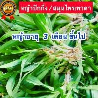 ราคา หญ้าปักกิ่ง หรือ หญ้าเทวดา 1 กิโลกรัม ตัดสดล้างราก ปลูกแบบอินทรีย์ 100 (18725767454)