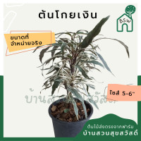 ราคา ต้นโกยเงิน ต้นขาไก่ โกยเงิน ต้นไม้มงคล มาในกระถางพร้อมตั้ง (14560420427)