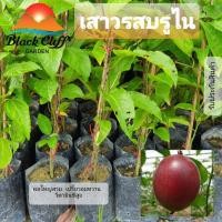 ราคา กิ่งเสาวรสพันธุ์บรูไน กิ่งเสาวรส ต้นเสาวรส ต้นไม้ ไม้ผล ต้นพันธ์ พันธุ์ไม้ ไม้มงคล ไม้ฟอกอากาศ สวนเขาหมาก ได้รับความนิยมสูง เนิ้อหอมหวาน (8892095605)