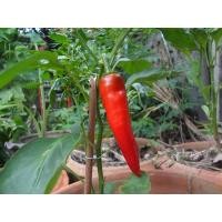 ราคา เมล็ดพพริกหยวก พริกหวานสีแดง ไม่เผ็ด เม็ดลักษณะผลรีๆใหญ่ ซองละ29 บาท นิยมนำมาปรุงเป็นอาหารร่วมกับผักชนิดอื่นทำเป็นผักสลัดหรือตกแต่ง (14827143469)