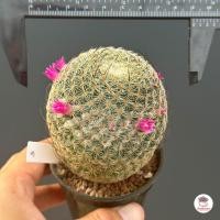 ราคา แมมฮุย Mammillaria huitzilopochtli แคคตัส กระบองเพชร cactus succulent (4755622697)