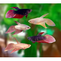 ราคา แม่พันธุ์ปลากัดจีนดราก้อน ตัวใหญ่ เกล็ดเงางาม มีหลากหลายสีสัน มีรับประกันสินค้า (20803706646)