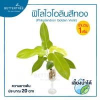 ราคา ฟิโลไวโอลินสีทอง จำนวน 1 ต้น เลี้ยงน้ำได้ ต้นไม้น้ำ ไม้น้ำ ต้นไม้ plant (21144579606)