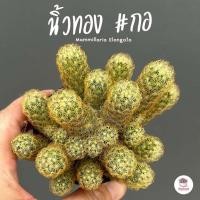 ราคา นิ้วทอง กอ Mammillaria Elongata แคคตัส กระบองเพชร cactus succulent (18826957955)