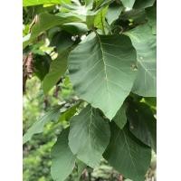 ราคา ย้อมผ้า ใบสักสด ใบสัก ใบสักแห้ง ย้อมผ้าด้วยสีธรรมชาติ 1 กิโลกรัม 70 บาท (20452431298)