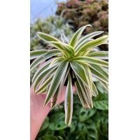 ราคา ต้นไม้นำโชค เศรษฐีเรือนนอก ซุ่มกระต่าย (17958306311)