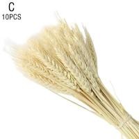 ราคา หูข้าวสาลีแห้งดอกไม้เก็บรักษาไว้แห้ง ช่อดอกไม้ห้องนั่งเล่นตกแต่งบ้าน Kering Bunga T0P0 (17112383986)