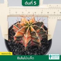 ราคา ยิมโนด่างราคาเบาๆ ยิมโนไม้เมล็ด ไม้ชำหน่อ พร้อมส่ง (12147457682)