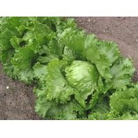 ราคา เมล็ดพันธุ์ ผักกาดแก้ว หอมห่อ 1000 เมล็ด 10 เเถม 1 คละได้ (17059102068)