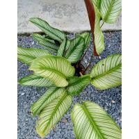 ราคา คล้านางพิมพ์ 1ต้น ถอนล้างราก ปกปักษ์รักษาเมตตามงคล ต้นคล้านางพิมฺ นางพิมพ์ เสน่ห์นางพิมพ์ ต้นคล้าเสน่ห์นางพิมพ์ (20763776254)