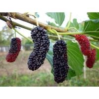 ราคา ต้นหม่อนดำตุรกี ต้นหม่อนหรือมัลเบอรี่ mulberry ชนิดกินผล สายพันธุ์ดำออสตุรกี จัดส่งพร้อมถุง 6 นิ้ว ลำต้นสูง 1 เมตรขึ้นไป (20986558767)