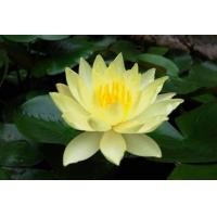 ราคา บัวหลวงสีเหลืองนำเข้า Yellow Peony เมล็ดบัวหลวงดอกสีเหลือง ดอกใหญ่ ของแท้ 100 เมล็ดพันธ์ุบัวหลวง ดอกบัว ปลูกบัว เม็ดบัว สวนบัว Yellow Lotus Waterlily seeds 8 เมล็ด (20986830456)