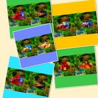 ราคา ชุดเพาะพันธุ์ ปลากัดนีโม่ กาแล็คซี่ มัลติ แคนดี้ โค่ย 2ตัว ผู้ เมีย (21199247464)