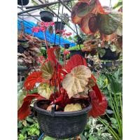 ราคา ต้นบีโกเนีย Begonia plants ต้นบีโกเนียทับทิมสยาม หรือ บีโกเนียปีกนางฟ้า Angel wing begonia ใบแดง ดอกสีชมพู กระถาง 8 นิ้ว เป็นไม้ประดับ ไม้ในร่ม ดอกเป็นช่อ กลีบดอกสีชมพูใส ใบสีแดง (10167274070)