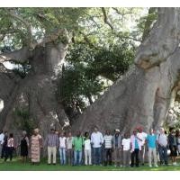 ราคา เมล็ดพันธุ์ต้นไม้ยักษ์ ต้นเบาบับดิจิทาทาซอง3เมล็ด 99บาท (8284066103)