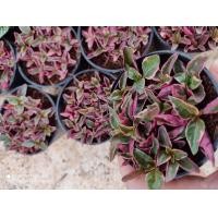 ราคา ต้นเกล็ดทับทิม กระถาง 3นิ้ว 29 บาท (5857186878)