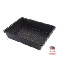 ราคา กล่องเพาะเมล็ด แคคตัส กระบองเพชร cactus succulent (5050756415)