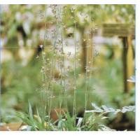 ราคา ว่านช้างผสมโขลง พญาเทครัว หัวว่านตัวเมียตัวหัวเล็ก 1คู่ ผู้ เมีย (19503232326)