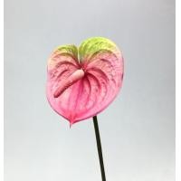ราคา ดอกหน้าวัว ยาว63cm ดอกไม้ประดิษฐ์เกรดพรีเมี่ยม Artificial anthurium (12971586353)