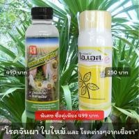 ราคา โรคใบไหม้จันผา จันผา ราสนิม ใบแห้ง ใช้ ไอเอส FKธรรมชาตินิยม จันผาใบไหม้ ปุ๋ยจันผา (10676074662)