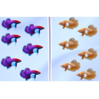 ราคา ปลากัดหูช้างสีแดงลาเวนเดอร์ เพศผู้ แบบเลี้ยงรวมกันได้ มีรับประกันสินค้า (21211838582)