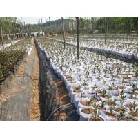 ราคา กระถางผ้าปลูกผัก กระถางผ้า 5 7 8 9 10 gallon กระสอบปลูกเมล่อน กระสอบปลูกแตงโม ถุงผ้าปลูกพืช กระถางผ้าปลูกกัญ ถุงผ้าปลูกกัญชา ถุงผ้าปลูกพืช (15749623015)