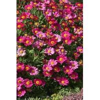 ราคา เมล็ดพันธุ์ ดอกเบญจมาศ คละสี ชมพู ขาว เหลือง แดง จำนวน 100 เมล็ด ราคา 29 บาท สินค้าคุณภาพดีพร้อมจัดส่ง มีเก็บเงินปลายทาง เมล็ดพันธุ์ ดอกไม้ (10236909312)