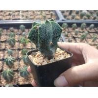 ราคา แอสโตรออนาตั้ม Astrophytum ornatum ต้นกระบองเพชร ต้นแคคตัส ขนาด 5 6 ซม แคคตัส กระบองเพชร (14043963682)