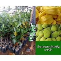 ราคา ต้นขนุน ขนุนทองประเสริฐ ทาบกิ่ง พร้อมปลูก จัดส่งพร้อมถุง 6 นิ้ว ลำต้นสูง 80 ซม (20969032066)