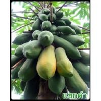 ราคา เมล็ดมะละกอแขกดำ บรรจุซองละ50เมล็ด กินสุกหรือทำส้มตำ (7070912644)