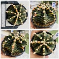 ราคา ยิมโนด่าง ไม้เมล็ด กระบองเพชร แคคตัส Cactus (20652352914)