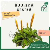 ราคา ต้นสัปปะรดสี สัปปะรดดอก มาในกระถาง 4 นิ้ว พร้อมตั้ง (13997500159)