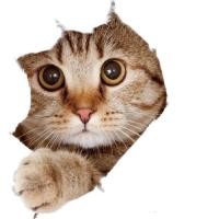 ราคา สติกเกอร์ติดผนัง3D สำหรับแมวสุนัขและแมวโปสเตอร์ศิลปะสติ๊กเกอร์ตกแต่งบ้านติดในห้องน้ำห้องนอนสัตว์ (18092250206)