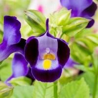 ราคา แววมยุรา คละสี ได้เยอะที่สุด200เมล็ด เมล็ดพันธุ์ดอกแววมยุรา200เมล็ด89บ งอกง่าย พุ่มใหญ่ ดอกดกสวย (12695398964)