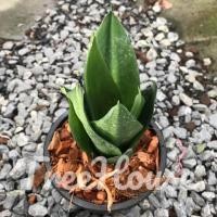 ราคา ลิ้นมังกรแคระ กระถาง 6 นิ้ว Dracaena trifasciata Hahnii dwarf (20719985815)