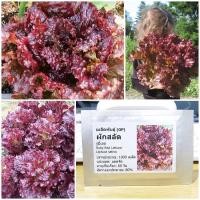 ราคา เมล็ดพันธุ์ ผักสลัด รูบี้เรด Ruby Red Lettuce Seed 1000 เมล็ด คุณภาพดี ราคาถูก ของแท้ (3725876821)