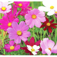 ราคา เมล็ดดาวกระจายฝรั่งต้นเตี้ย คละสี ดอกคอสมอส Cosmos Flower เมล็ดใหม่ปีต่อปี มีหลายขนาด (19179854079)