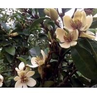 ราคา ต้นจำปีแขกขาว ดอกสีขาว เป็นต้นดอกไม้พุ่มเล็ก ดอกเป็นสีขาวนวล มีกลิ่นหอม หอมไกล (20960477343)