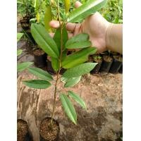 ราคา ต้นทุเรียนมูซังคิงเสียบยอด 1 ลังบรรจุ 15 ต้น (18896564239)