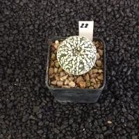 ราคา Astrophytum Star shape แคคตัส กระบองเพชร AA01 (17807086211)