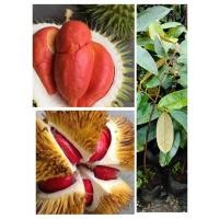 ราคา ต้นทุเรียนแดงอินโด พันธุ์แท้ แบบเสียบยอด ต้นพร้อมปลูก เนื้อสีแดงหวานอร่อย สูง70 80ซ ม (20882957310)