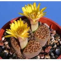 ราคา 12 เมล็ด ไลทอป กระบองเพชร ไม้อวบน้ำ กุหลาบหิน แคคตัส Living Stones Lithops สายพันธุ์ bromfieldii v Insularis (19904751294)