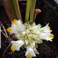 ราคา ว่านดอกทองมหาอุดม หัวว่าน (8096588455)