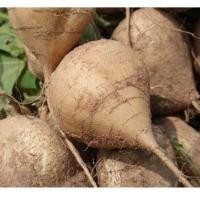 ราคา เมล็ดพันธุ์ มันแกว มันตะเภา มันละแวก เมล็ดมันแกว 300 เมล็ด 10 เเถม 1 คละได้ (21085618800)