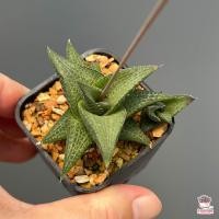 ราคา ฮาโวเทีย ม้าตาข่าย Haworthia Venosa ssp Tessellata ไม้อวบน้ำ กุหลาบหิน cactus succulentหลากหลายสายพันธุ์ (8469712384)